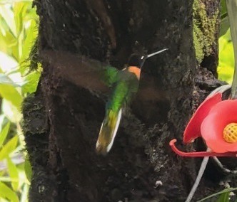 rustbrystinka - ML647311134