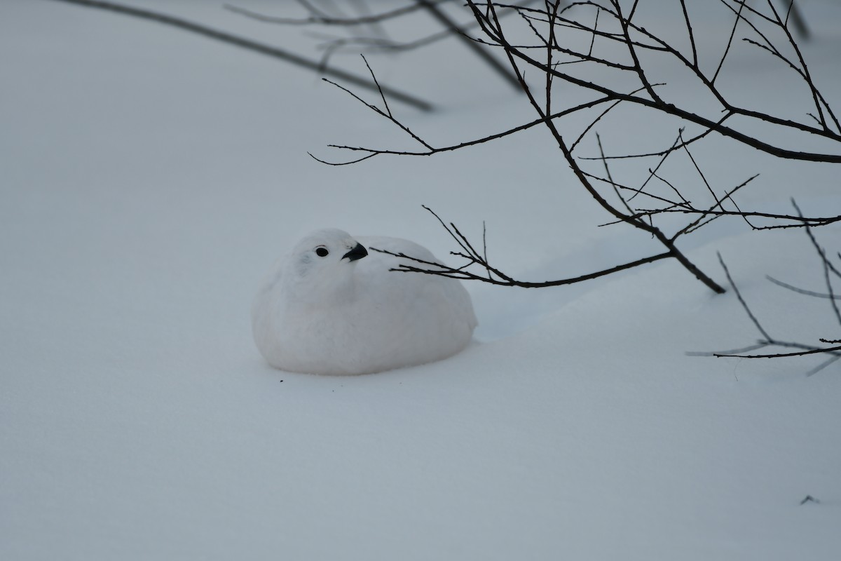 Lagópodo Común - ML647311136