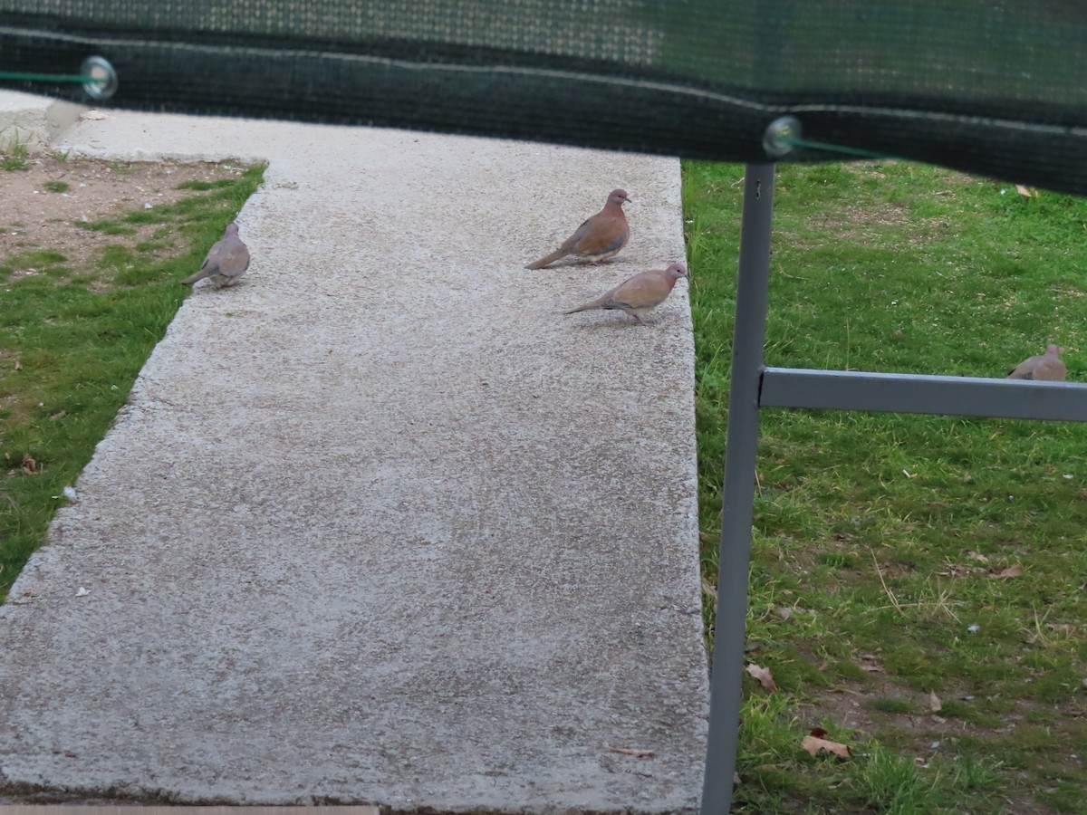 Laughing Dove - ML647311137