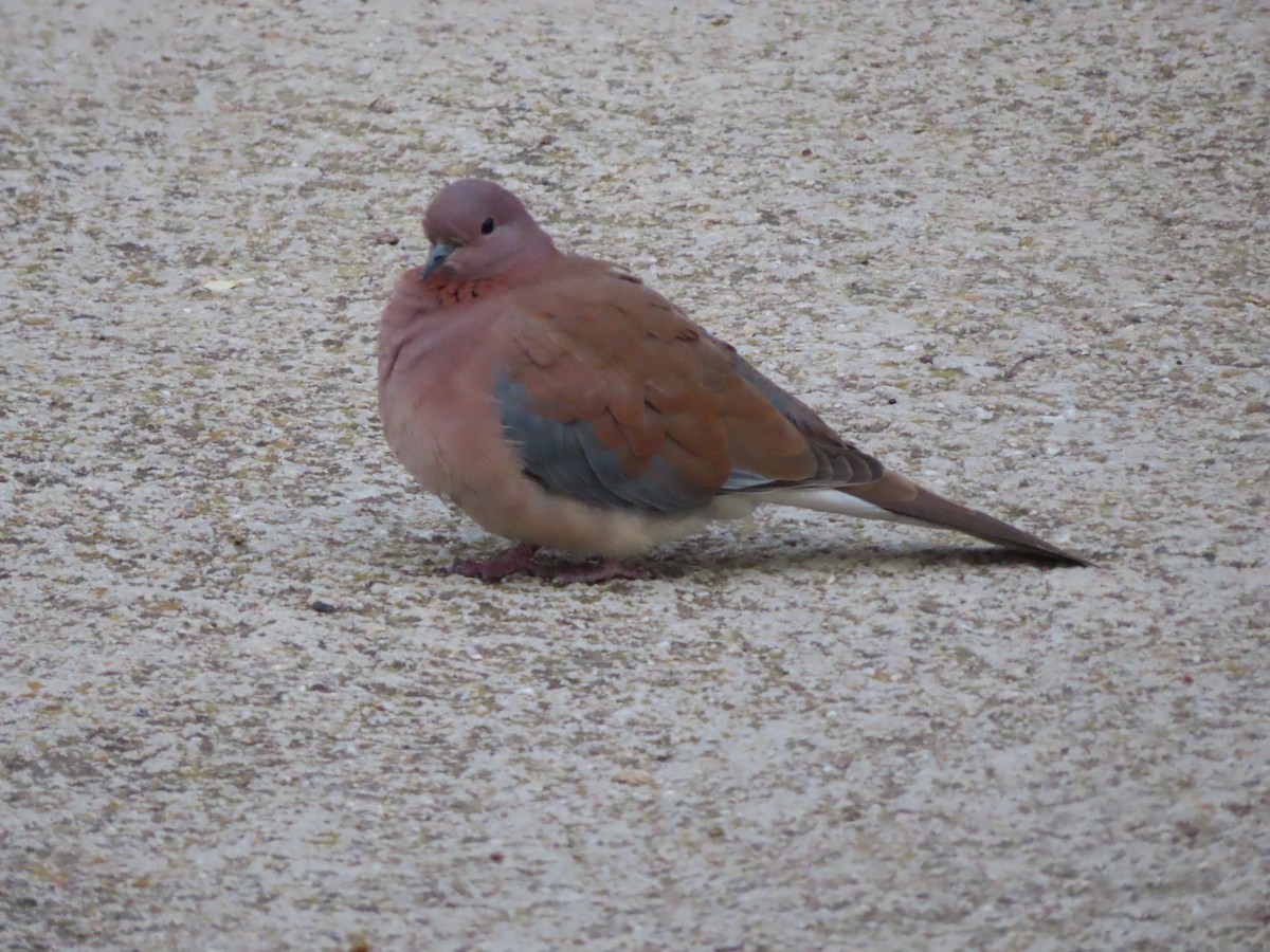 Laughing Dove - ML647311139
