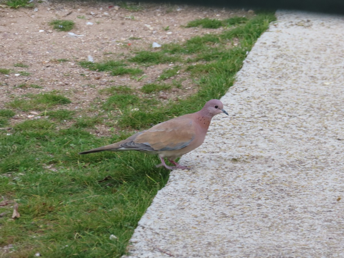 Laughing Dove - ML647311140