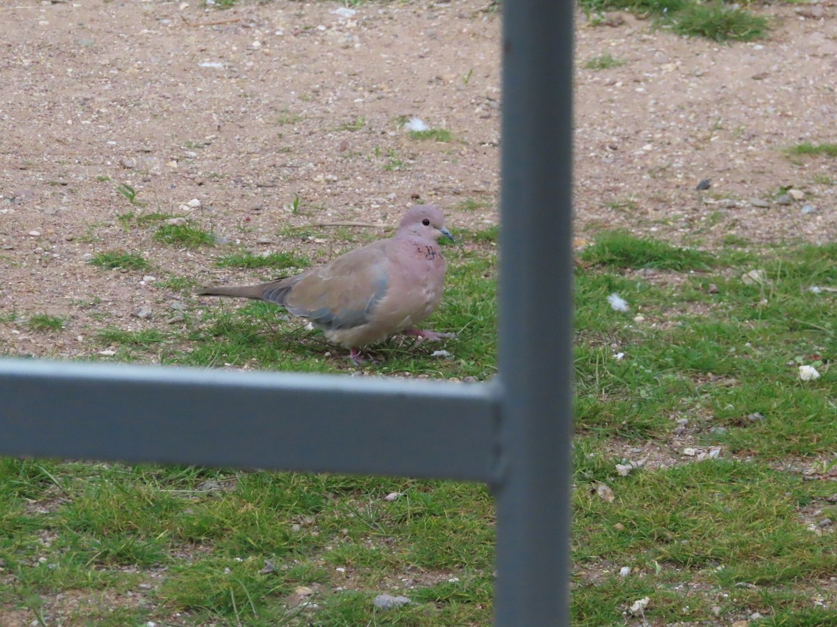 Laughing Dove - ML647311141