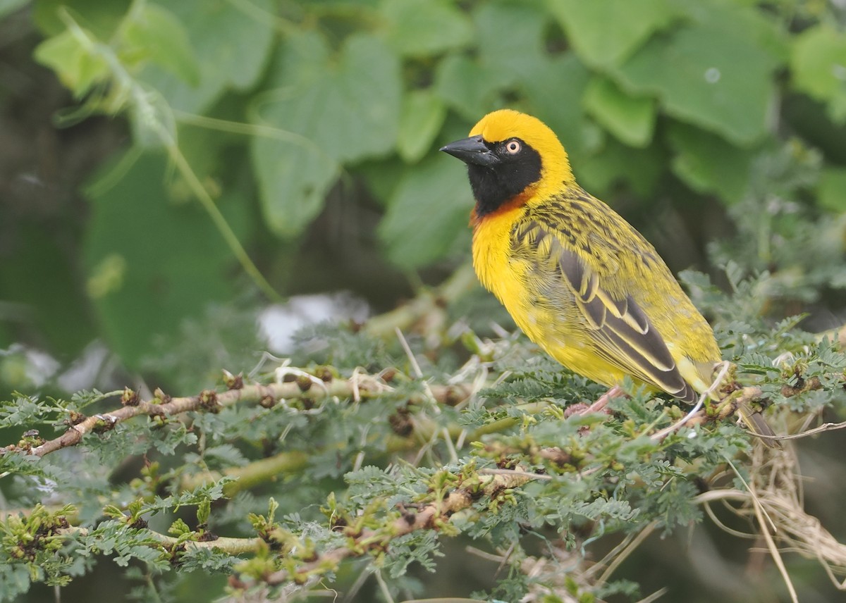 Speke's Weaver - ML647311154