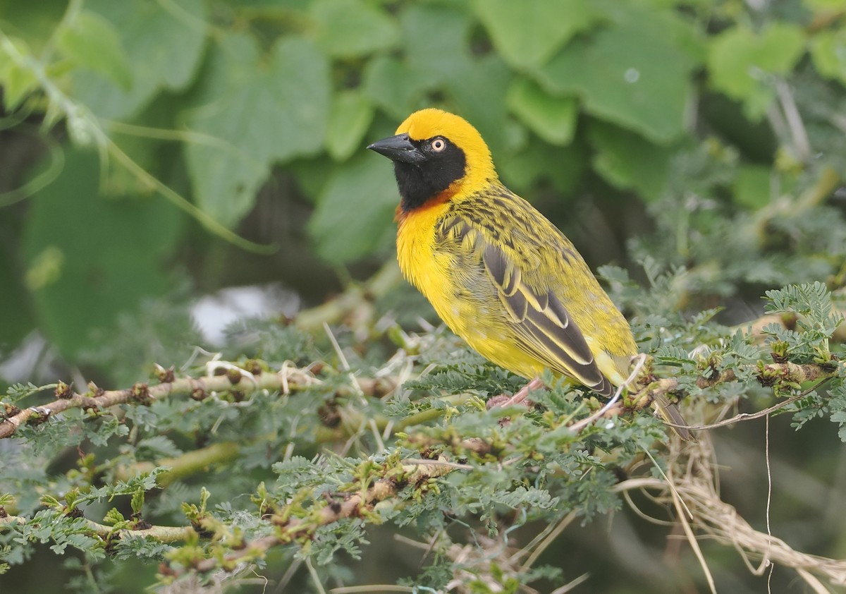Speke's Weaver - ML647311155