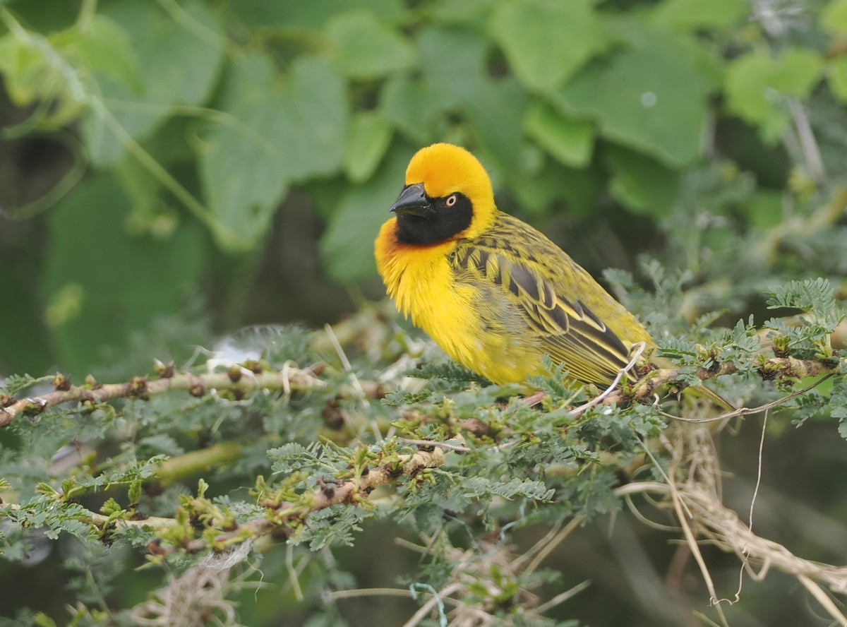 Speke's Weaver - ML647311156