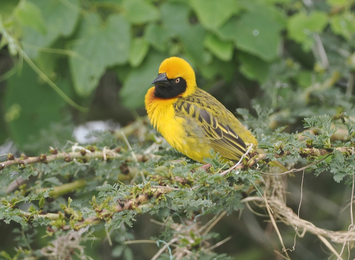 Speke's Weaver - ML647311157