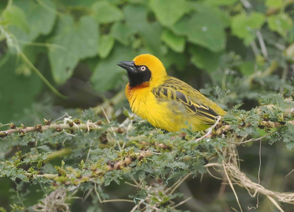 Speke's Weaver - ML647311158