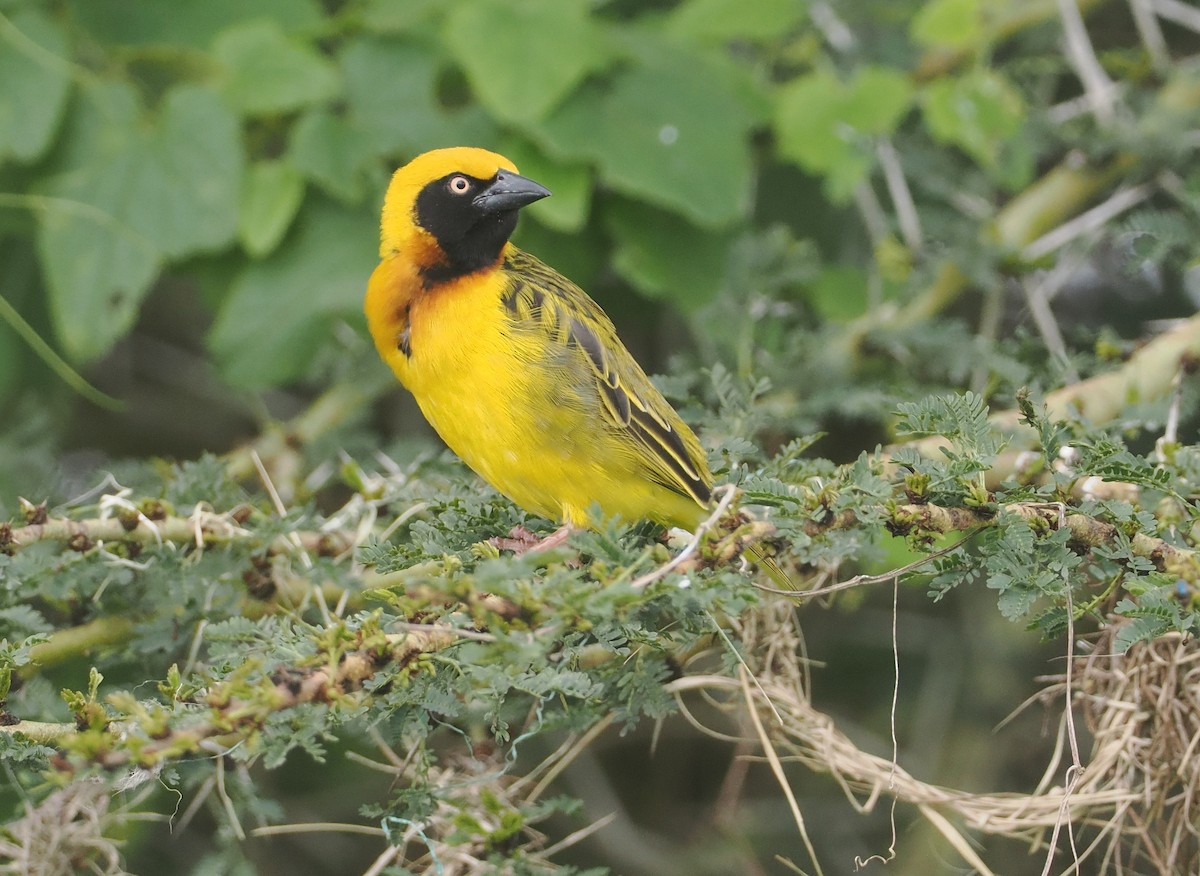 Speke's Weaver - ML647311159