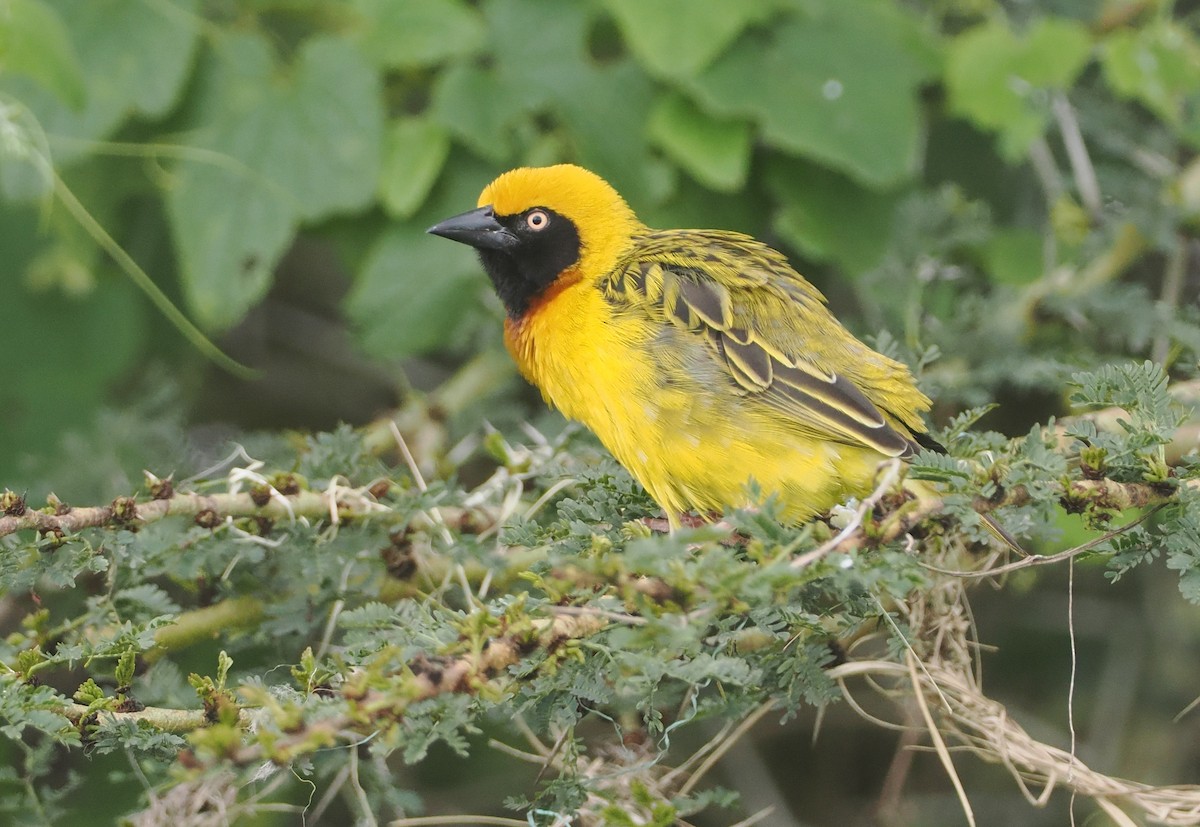 Speke's Weaver - ML647311160