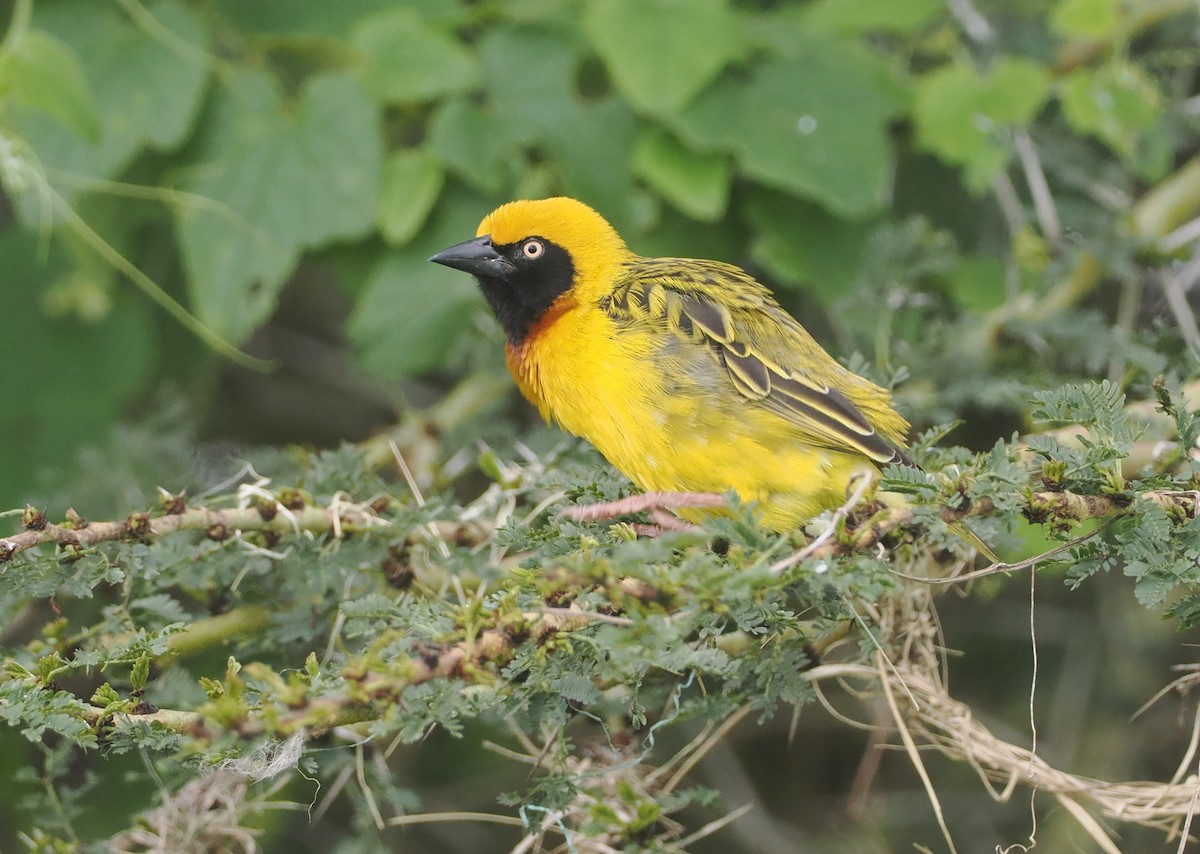 Speke's Weaver - ML647311161