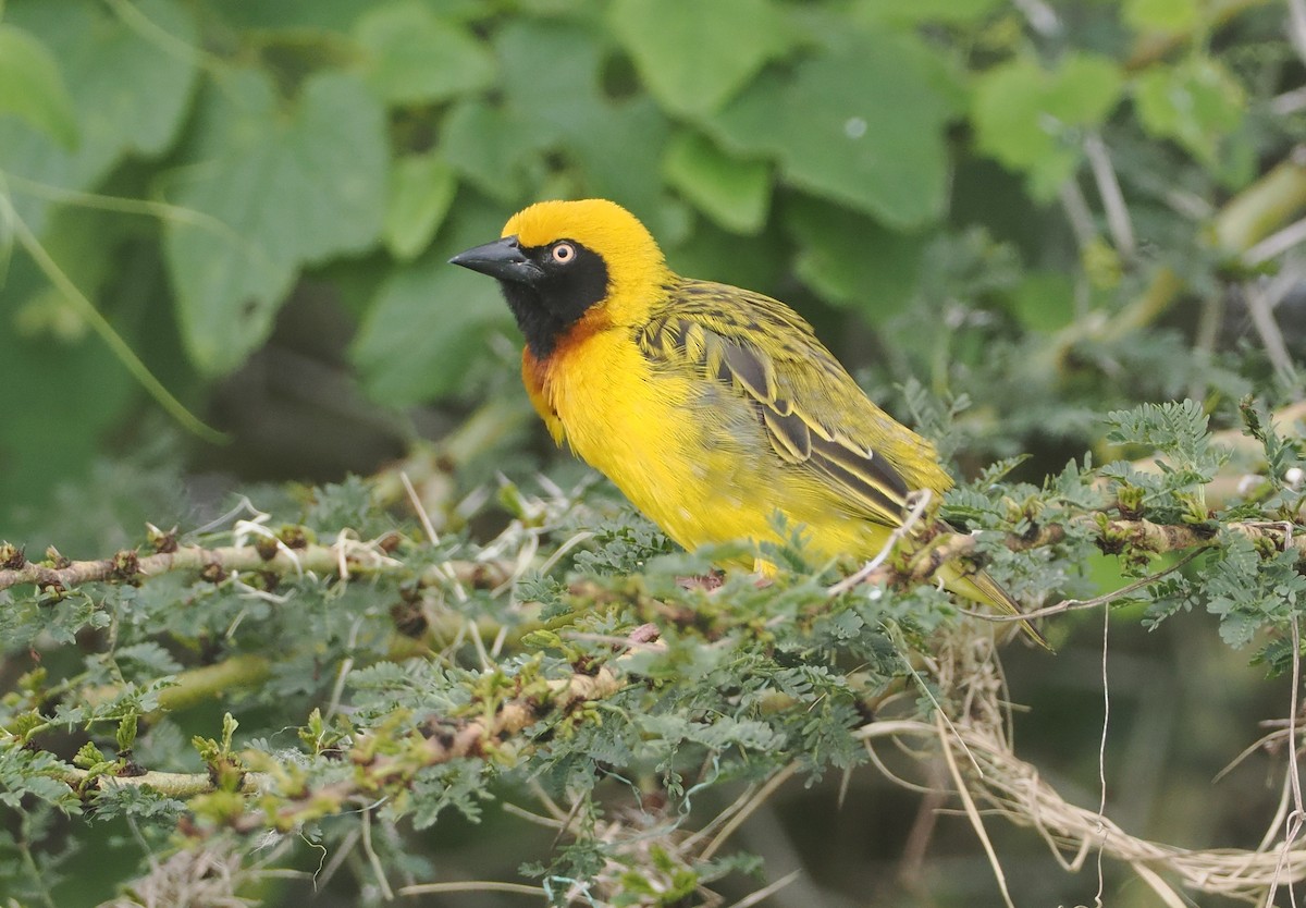 Speke's Weaver - ML647311162