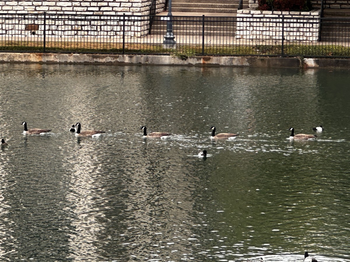 Канад галуу - ML647311166