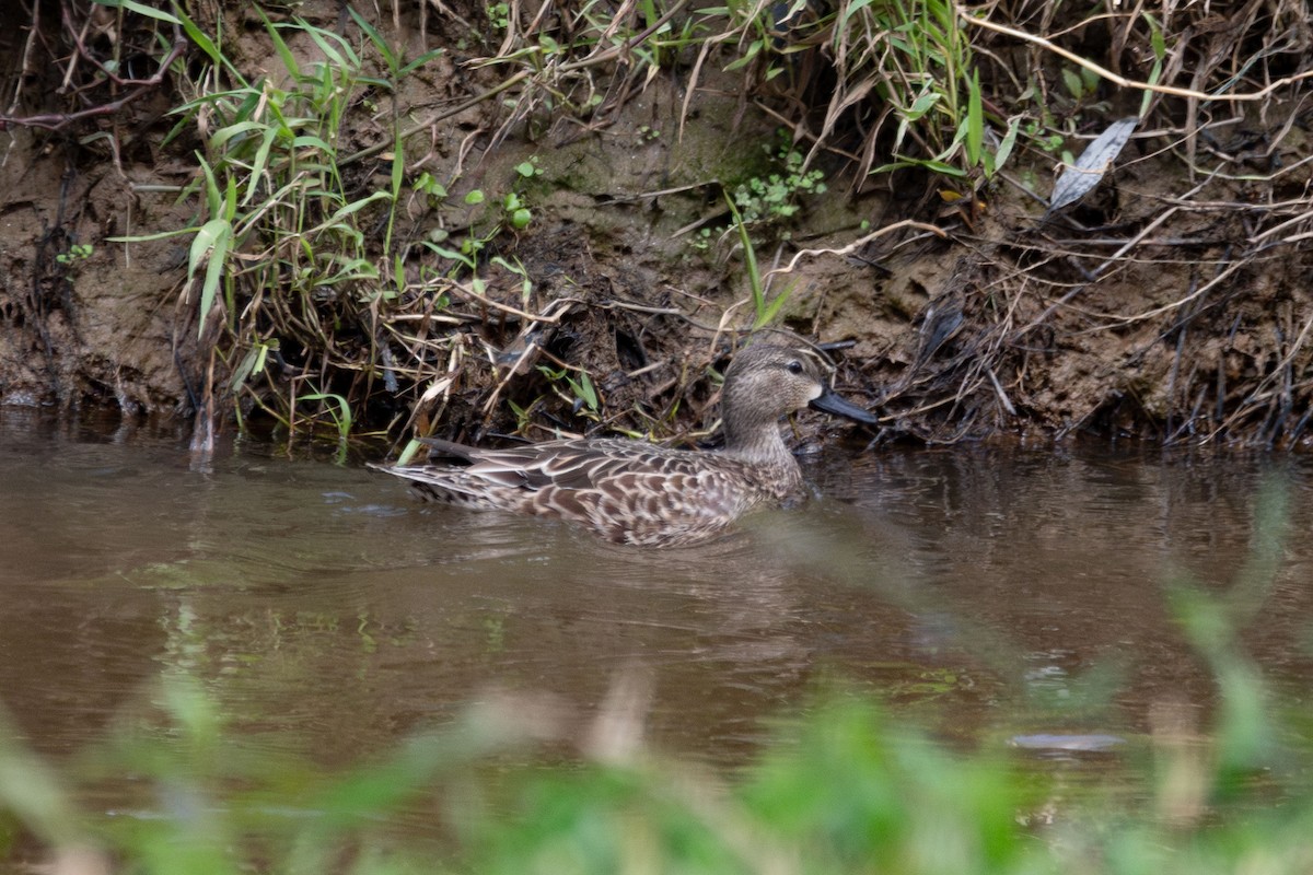 ミカヅキシマアジ - ML647311179