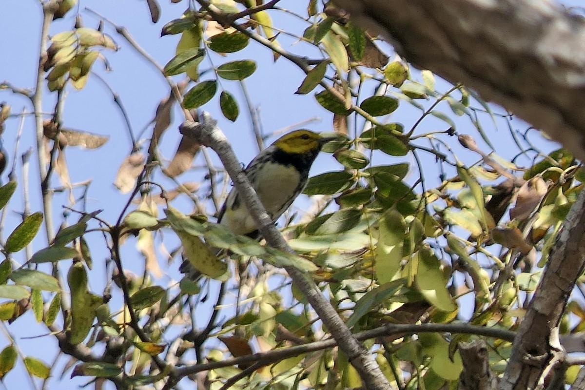 Black-throated Green Warbler - ML647311182