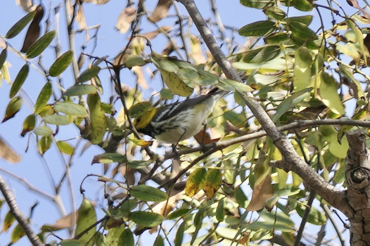 Black-throated Green Warbler - ML647311183