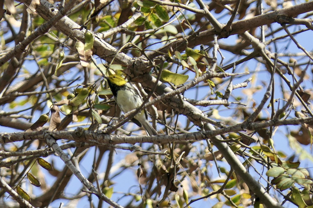 Black-throated Green Warbler - ML647311184