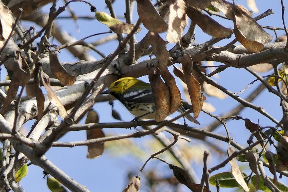 Black-throated Green Warbler - ML647311185