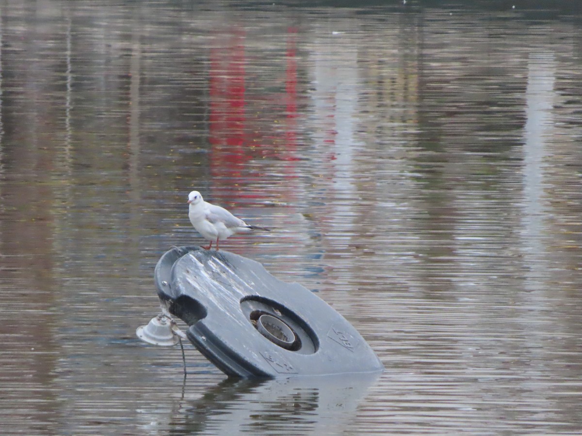 Black-headed Gull - ML647311189