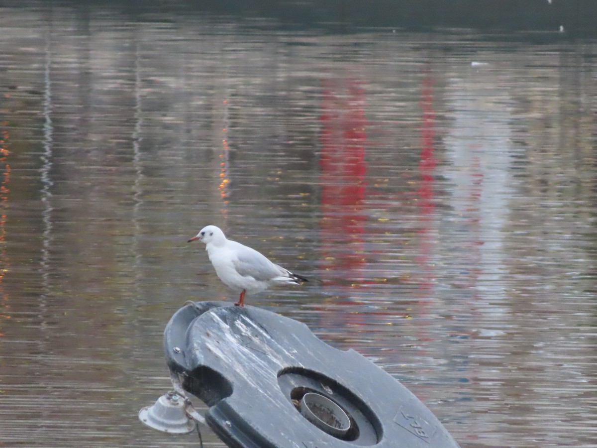 Black-headed Gull - ML647311190
