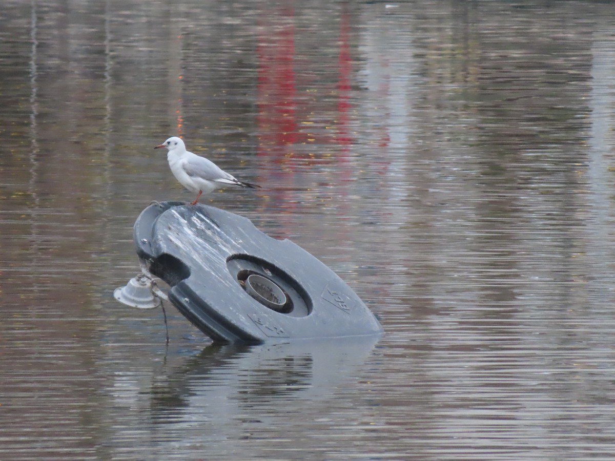 Black-headed Gull - ML647311191