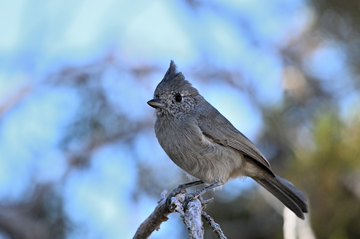 Juniper Titmouse - ML647311195