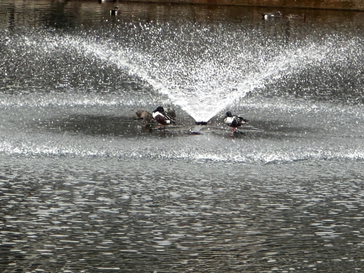 skjeand - ML647311197