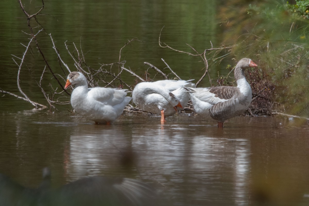 Graylag Goose (Domestic type) - ML647311208