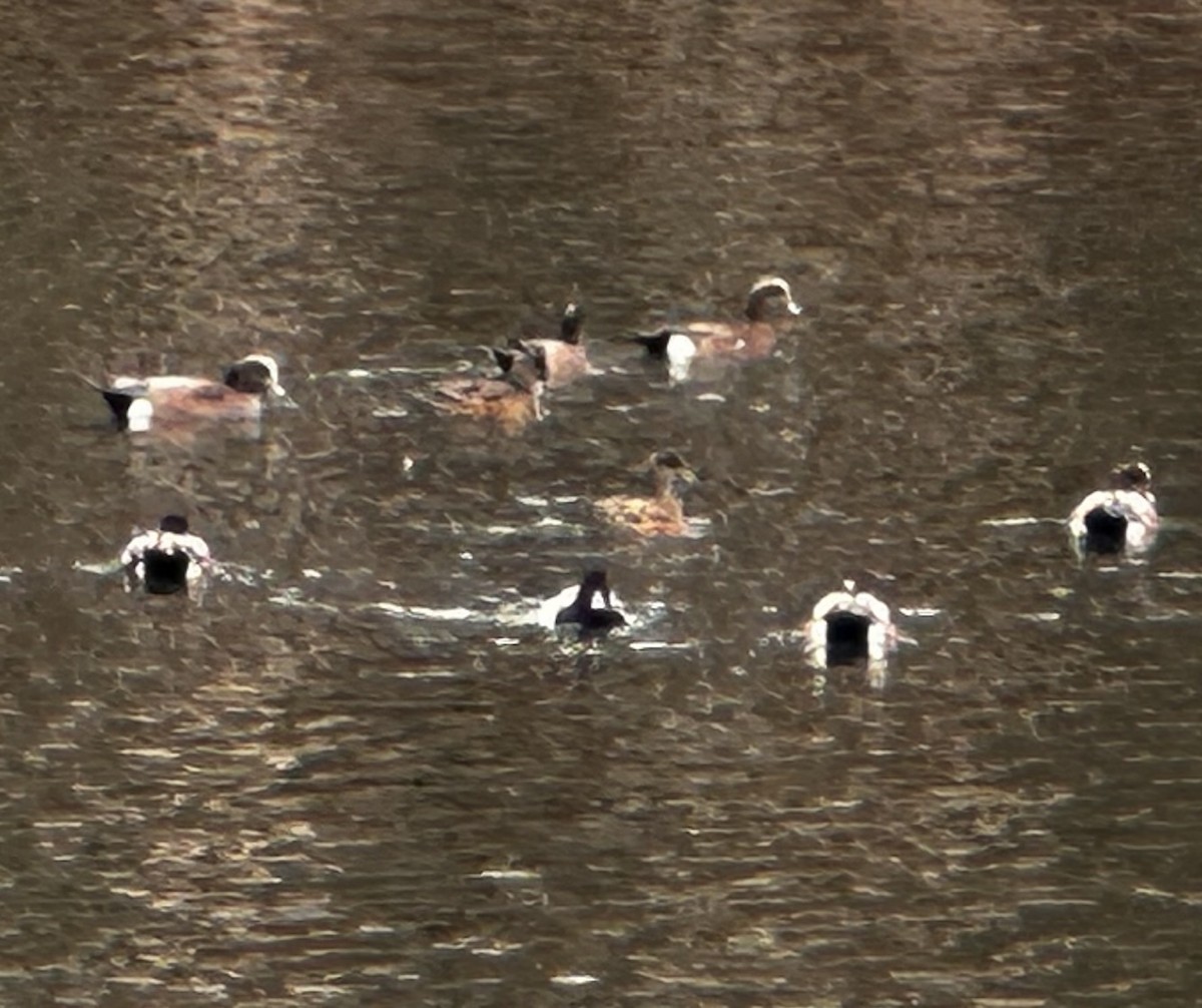 American Wigeon - ML647311220