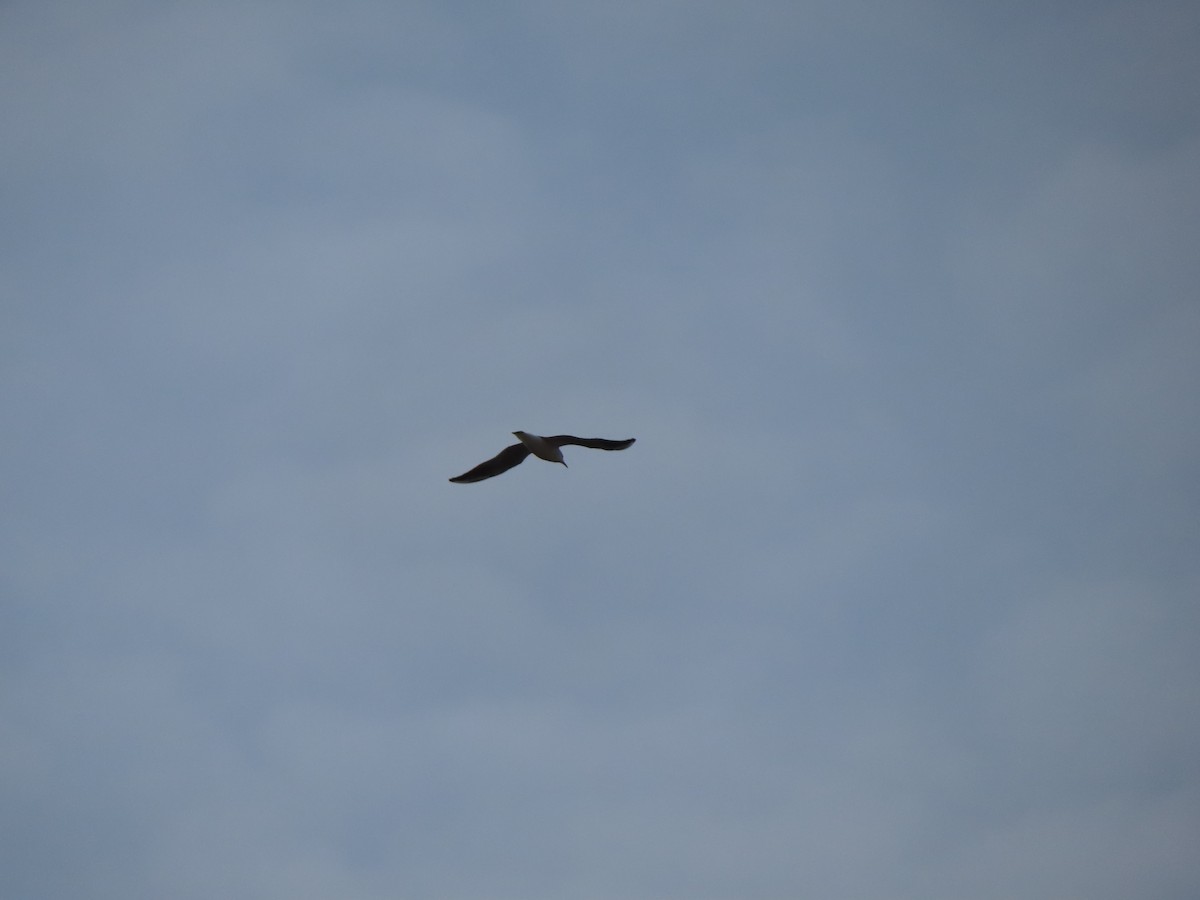 Black-headed Gull - ML647311221