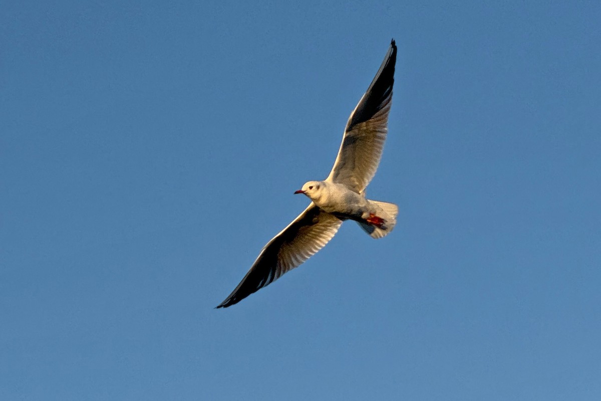 Black-headed Gull - ML647311237