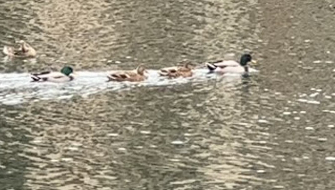 Зэрлэг нугас - ML647311242