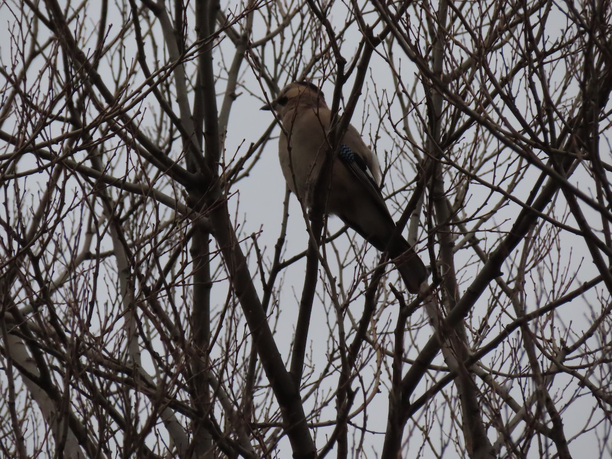 Eurasian Jay - ML647311243