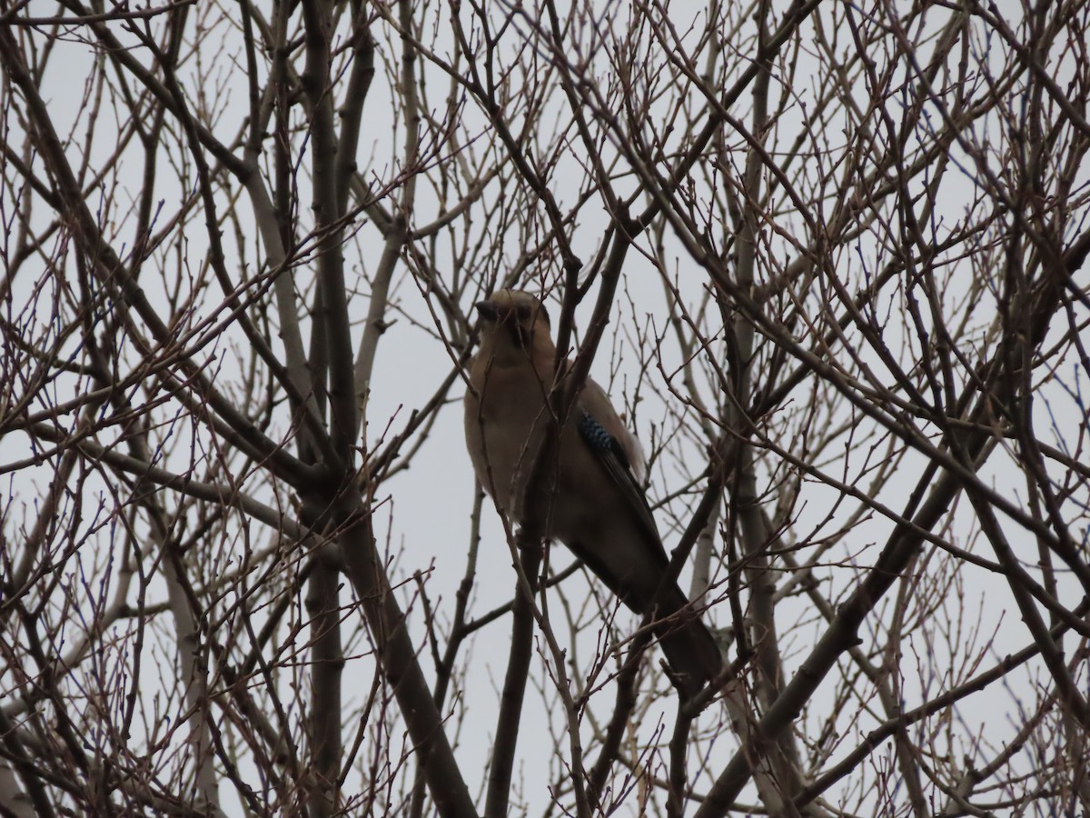 Eurasian Jay - ML647311244