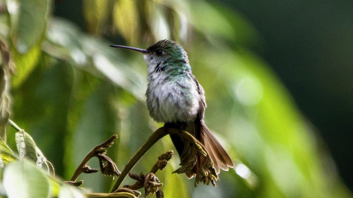Green-and-white Hummingbird - ML647311245