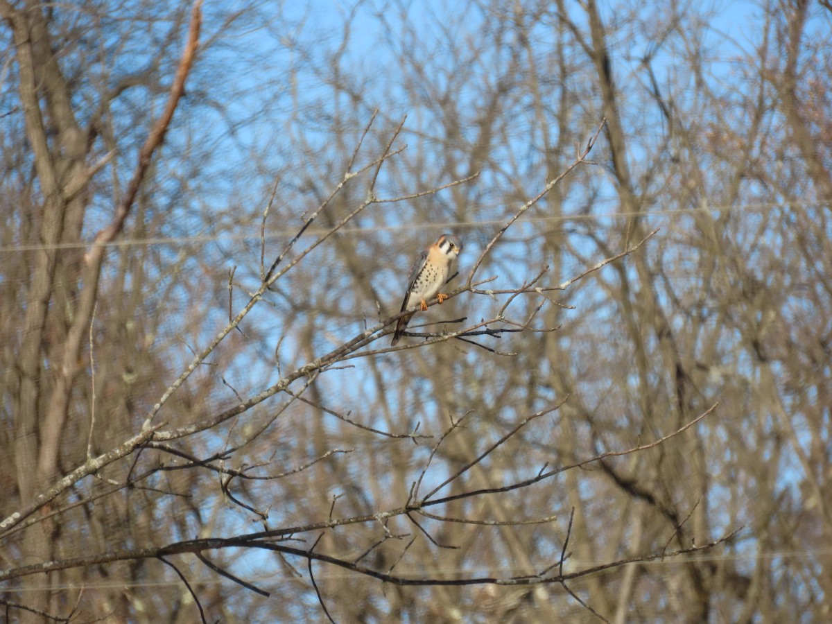 American Kestrel - ML647311269