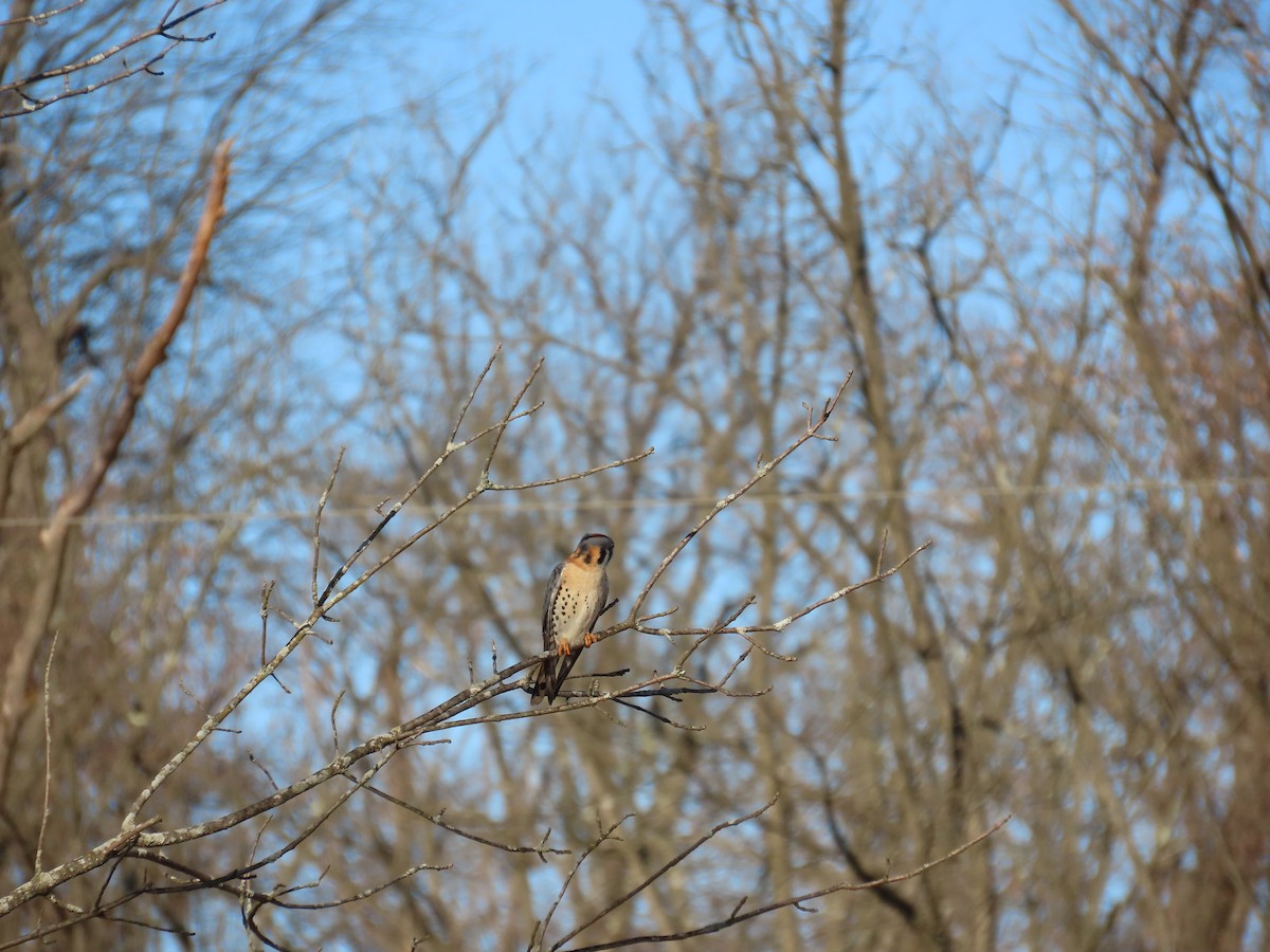 American Kestrel - ML647311272