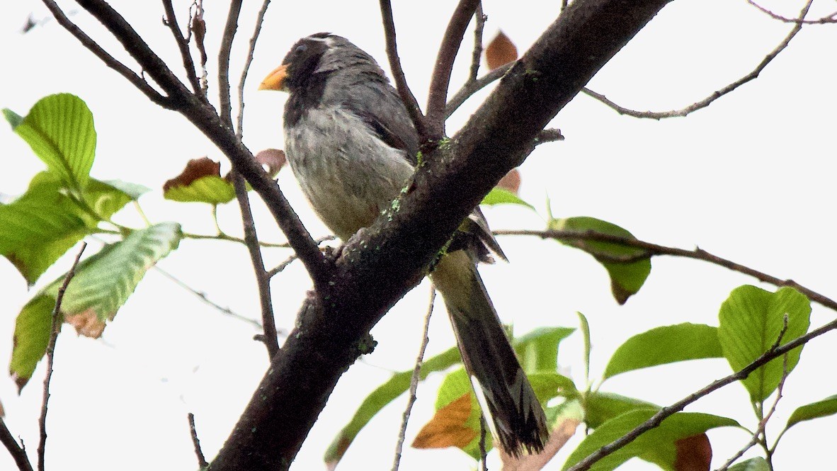 Golden-billed Saltator - ML647311274