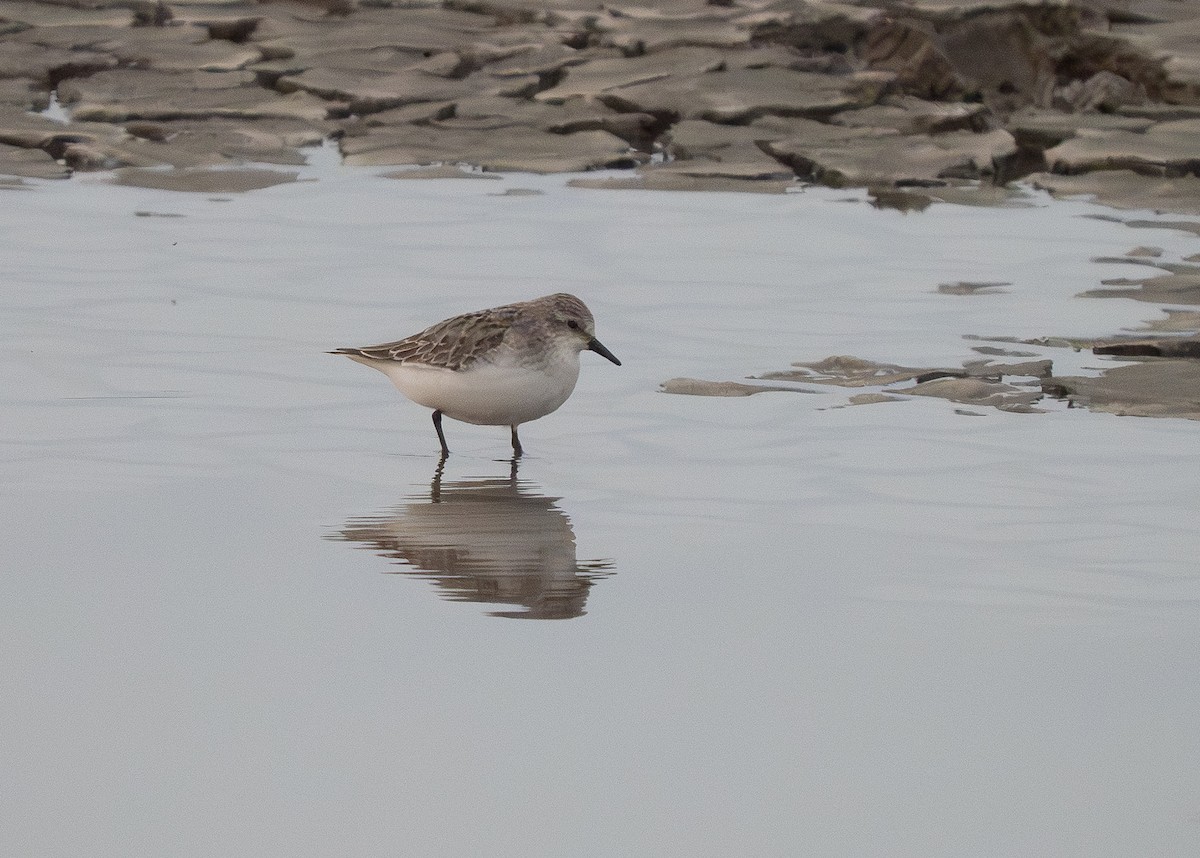 jespák rudokrký - ML647311277