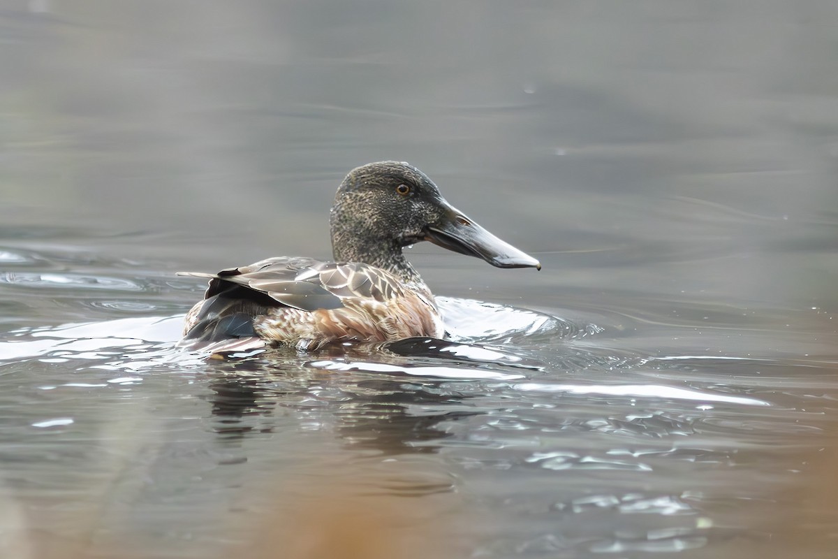 skjeand - ML647311288