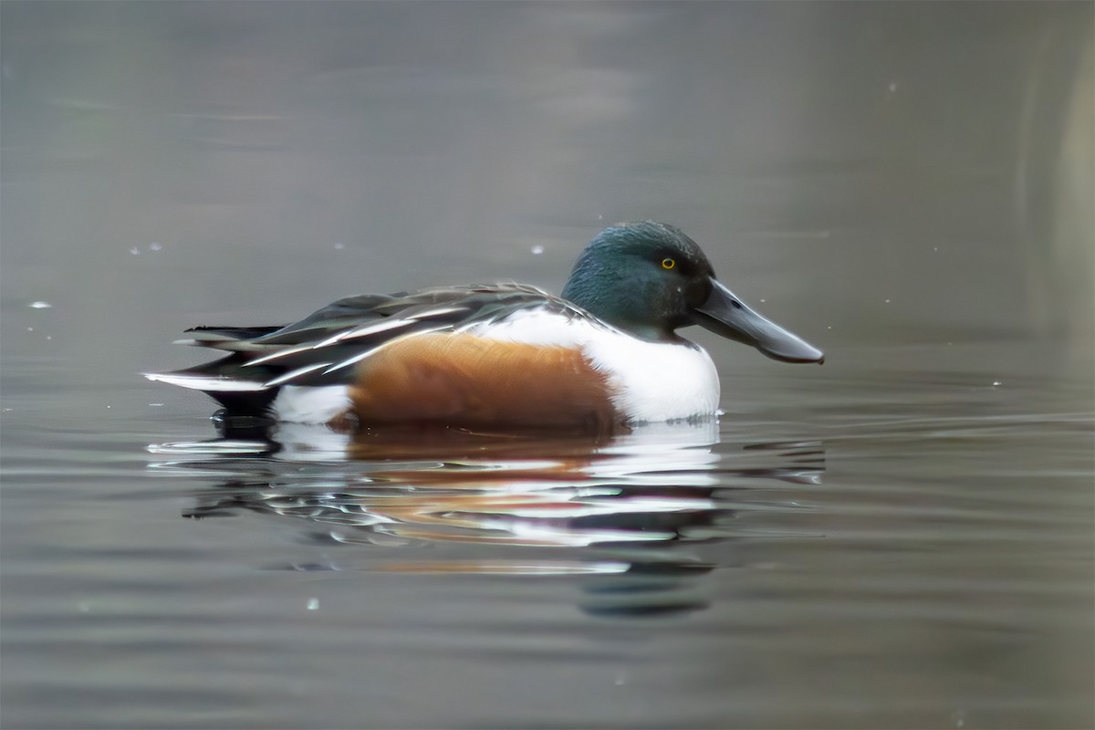 skjeand - ML647311289