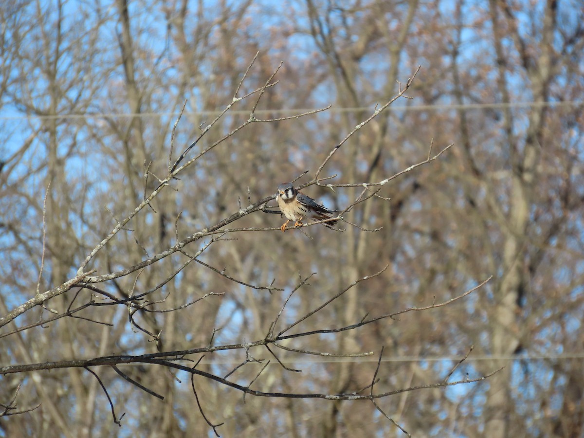 American Kestrel - ML647311290