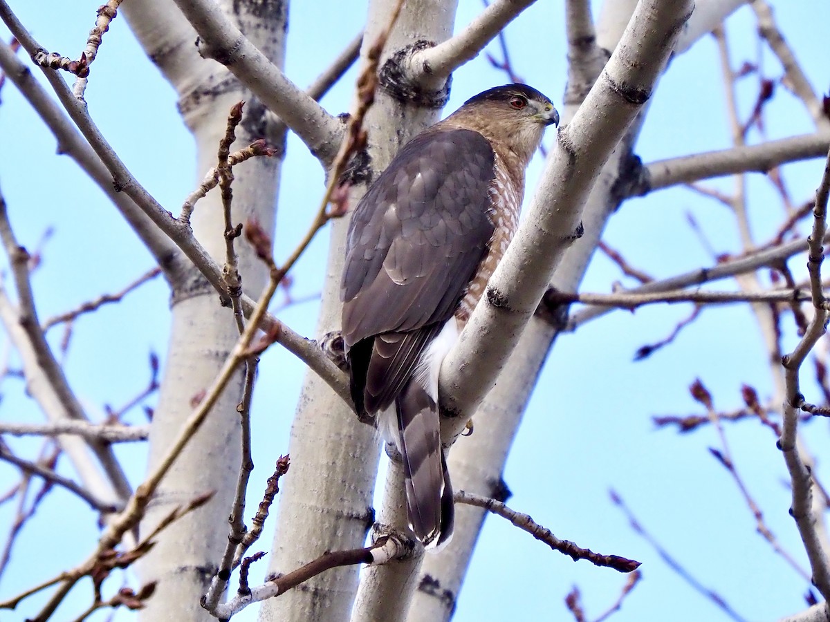 Cooper's Hawk - ML647311303