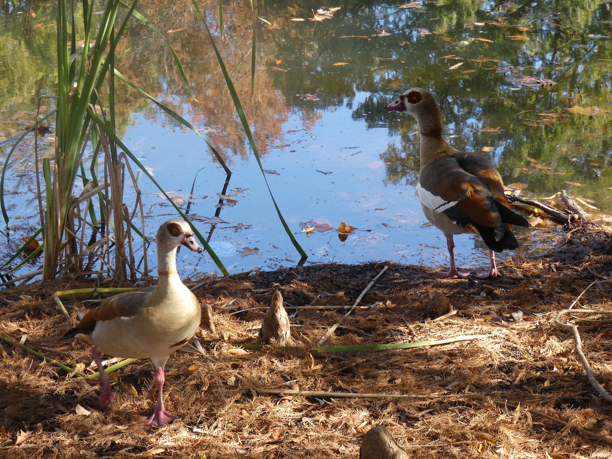 Egyptian Goose - ML647311310