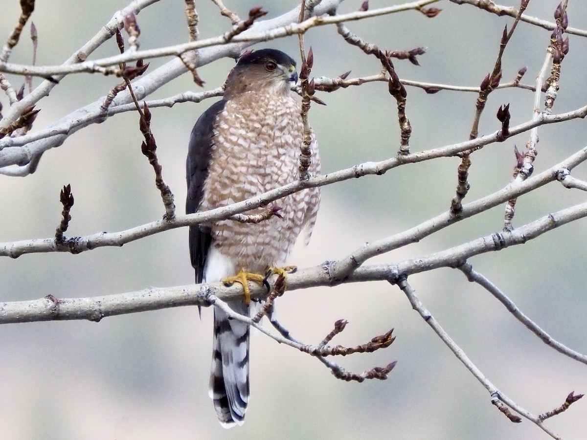 Cooper's Hawk - ML647311312