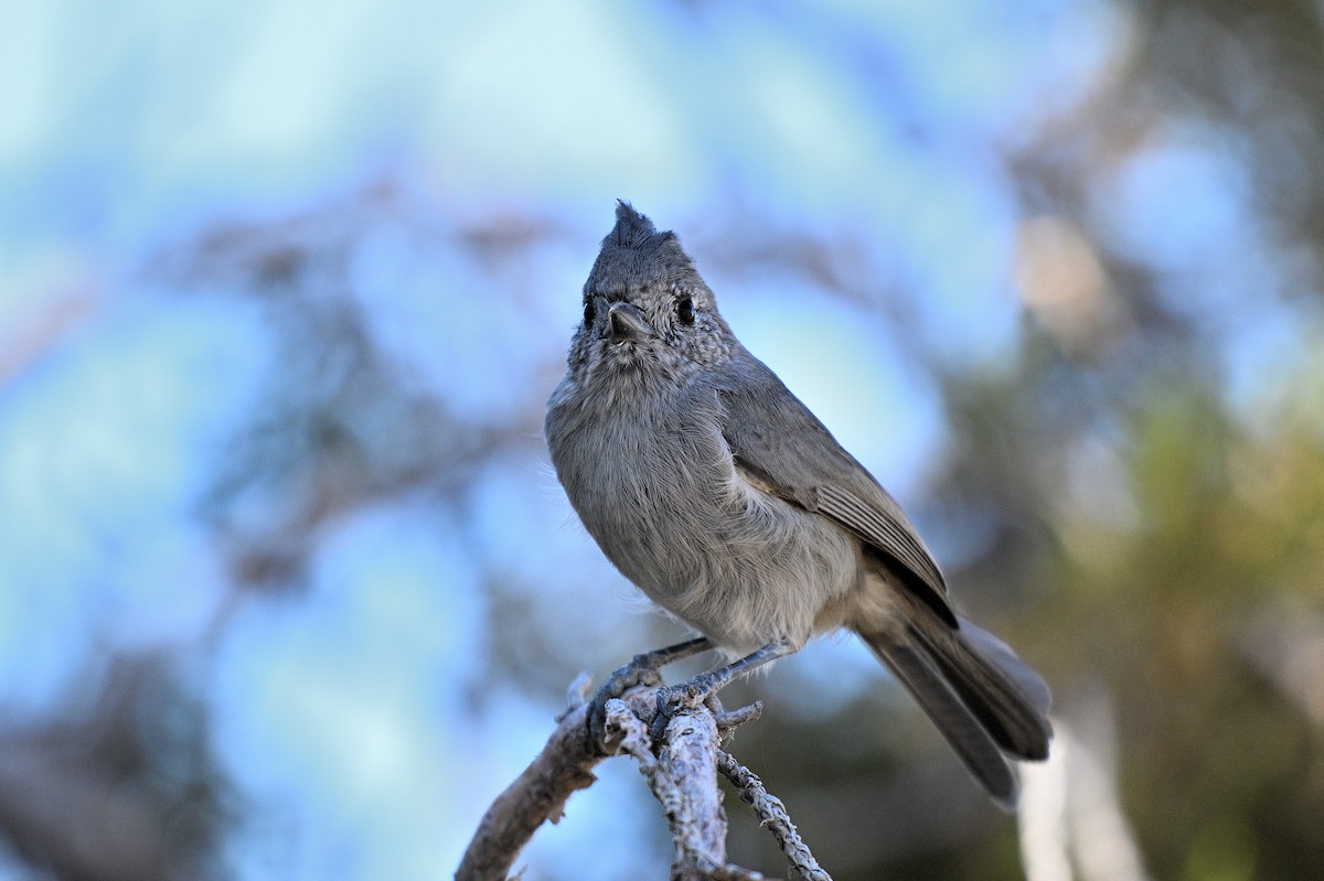Juniper Titmouse - ML647311313