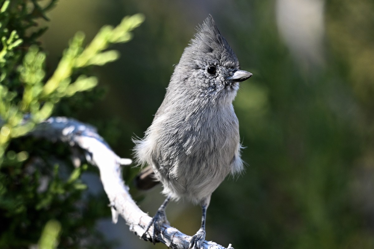 Juniper Titmouse - ML647311317