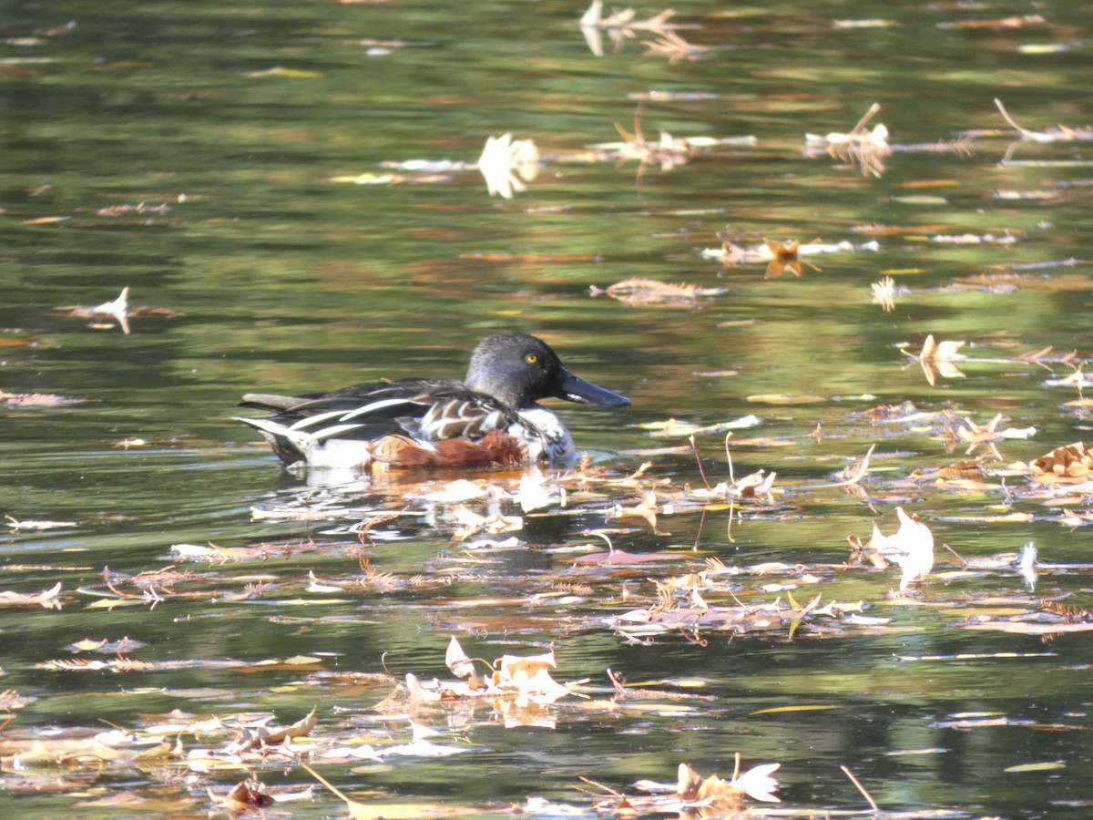 skjeand - ML647311319