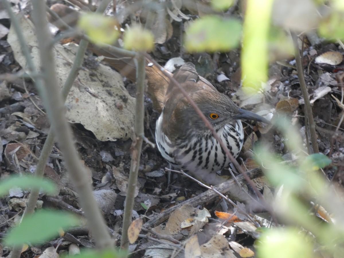 Long-billed Thrasher - ML647311327