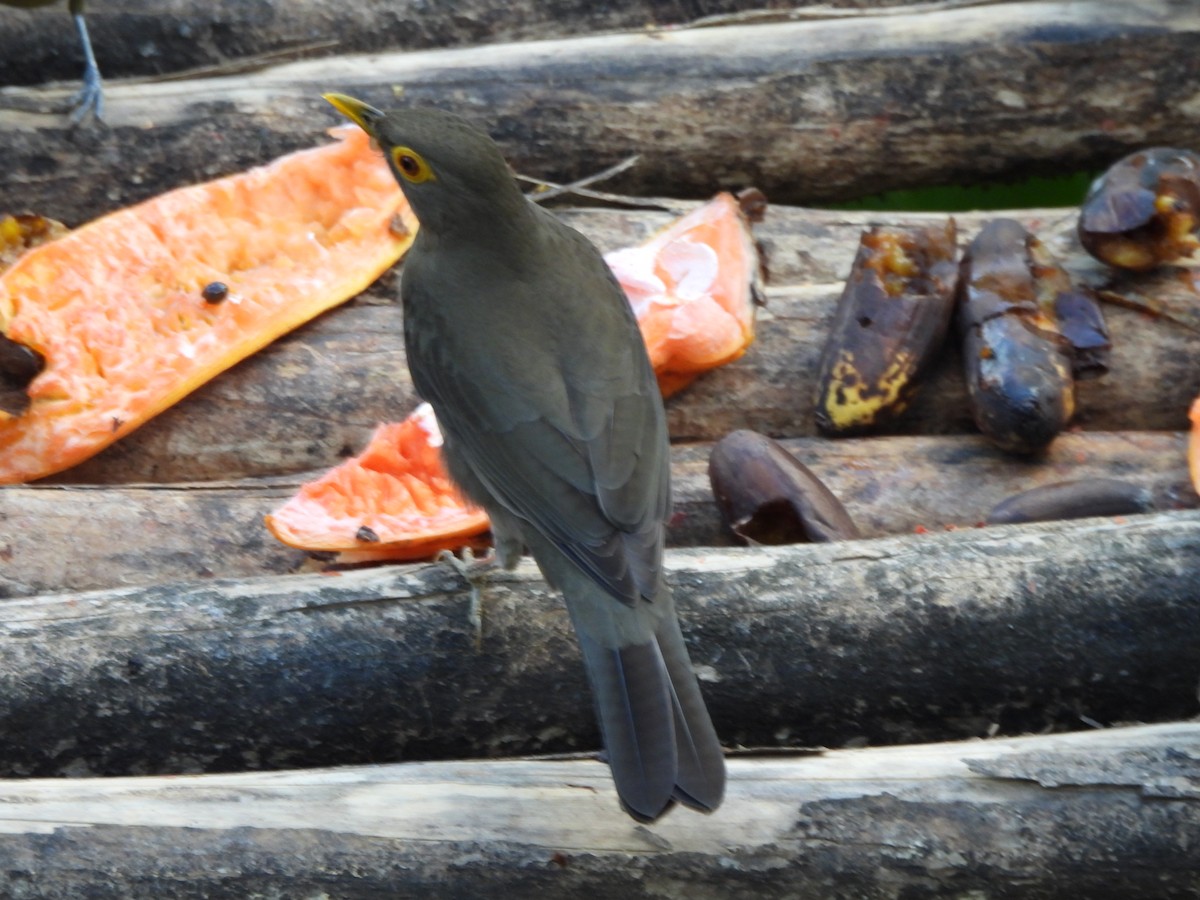 Spectacled Thrush - ML647311340