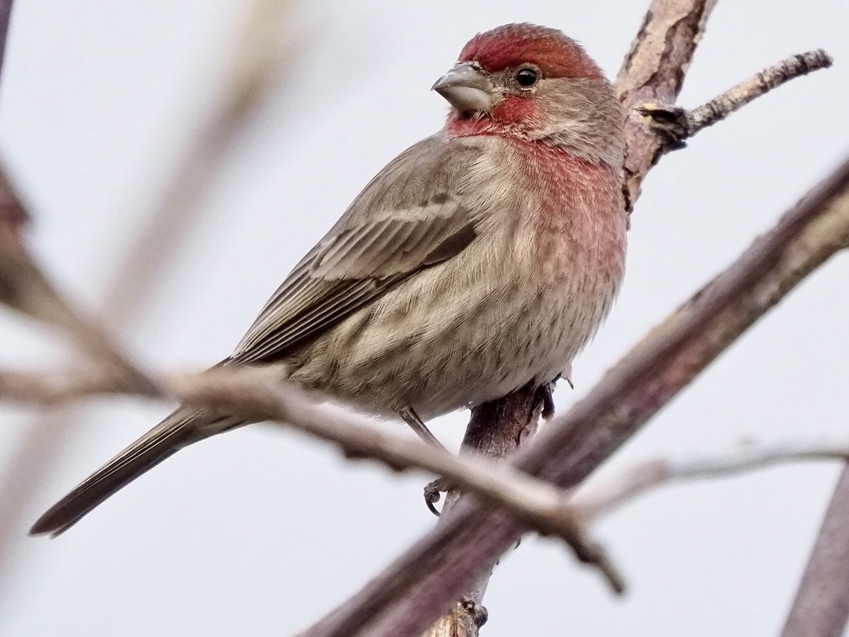 House Finch - ML647311342